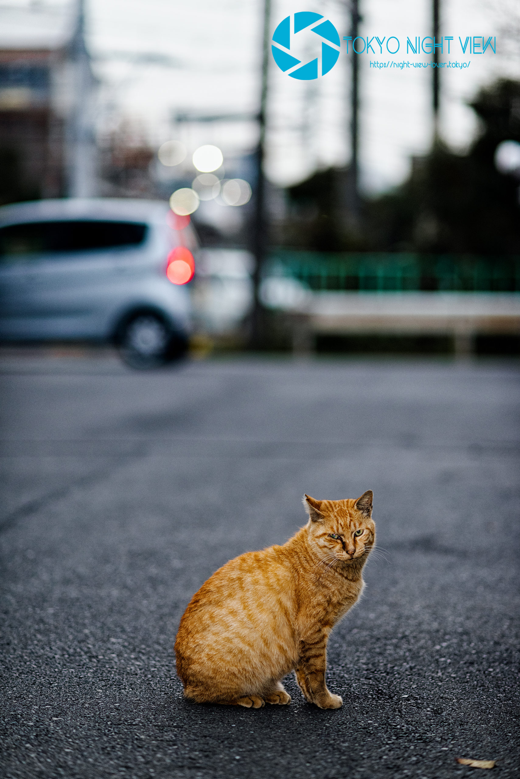 Tsurumi Line Alley Cat