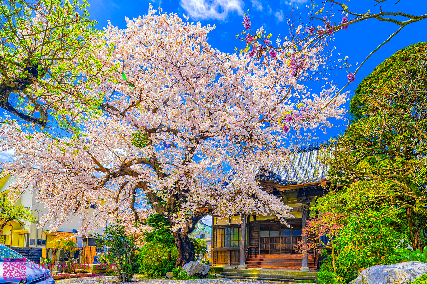 小田原妙経寺の桜